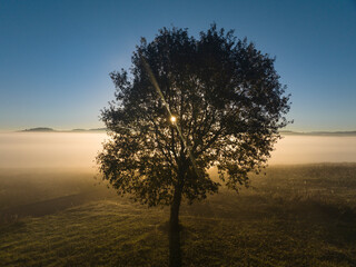 Tree in the Foggy Morning Photo, Izmit Kocaeli, Turkiye