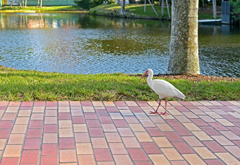 American white ibis (Eudocimus albus) on Lake Osceola shore at center of University of Miami campus in winter day. Coral Gables, Florida
