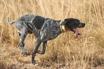 Pointer hunting quail at wheat field