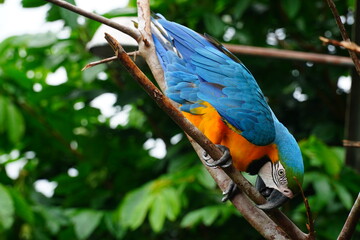 Blue and Yellow Macaw (Ara ararauna) on a tree in Amazon rainforest. Ist also known as the blue-and-gold macaw, Psittacidae family. Novo Airao, Amazonas, Brazil.
