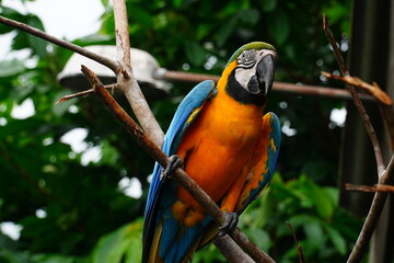 Blue and Yellow Macaw (Ara ararauna) on a tree in Amazon rainforest. Ist also known as the blue-and-gold macaw, Psittacidae family. Novo Airao, Amazonas, Brazil.