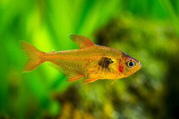 Red Phantom Tetra ( Hyphessobrycon sweglesi ) isolated in a fish tank with blurred background