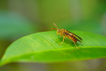 Brazilian  Pseudopolybia Vespiceps paper wasp resting on leaf in Amazon rainforest. Near Novo Airao, Amazonas state, Brazil. 