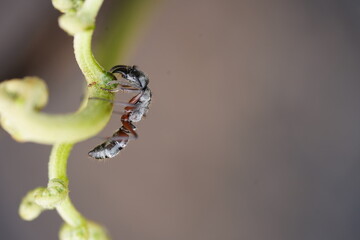Ant chasing and eating its much smaller conspecifics on a fresh plant shoot. The immediate habitat...
