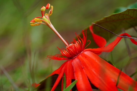 Red flower of a wild Passiflora Maracuja (Passiflora Nitida Kunth) in Amazon rainforest near Novo Airao, Amazonas state, Brazil.
