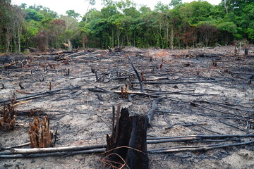 Panoramic view of an area of rainforest recently destroyed by slash and burn. For only a few years it will be suitable for growing cassava and other crops. Novo Airao district, Amazonas state, Brazil. - obrazy, fototapety, plakaty