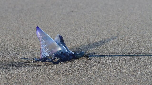 Portuguese caravel (Physalia Physalis), also known as Portuguese frigate, Portuguese boat, bad water, aquaviva, blue or false jelly