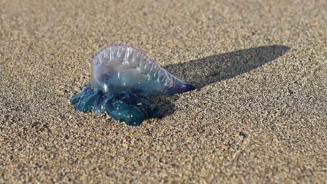 Portuguese caravel (Physalia Physalis), also known as Portuguese frigate, Portuguese boat, bad water, aquaviva, blue or false jelly