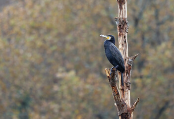 Great black cormorant (Phalacrocorax carbo) perched in an old dry tree. Natural environment and habitat of the Miño river in Lugo, Spain. Majestic water bird with colorful autumn trees background.