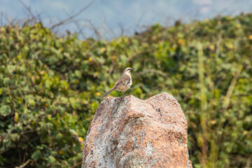 Bird on the rock
