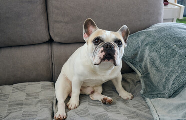 Portrait of a white french bulldog