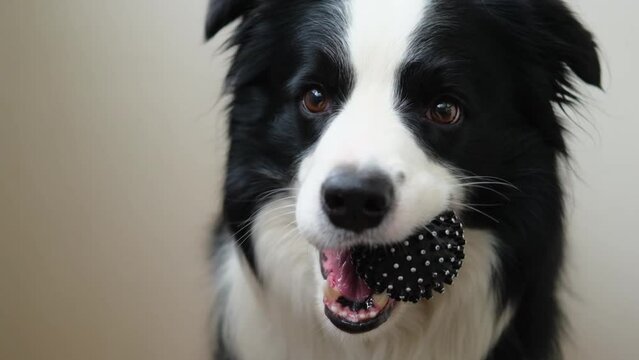 Pet activity. Funny puppy dog border collie holding toy ball in mouth on white background. Purebred pet dog wants to playing with owner. Love for pets friendship companion concept