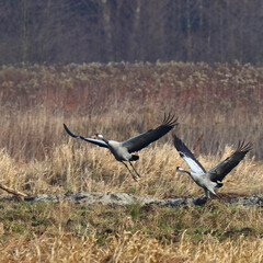 A pair of cranes in flight, Poland 