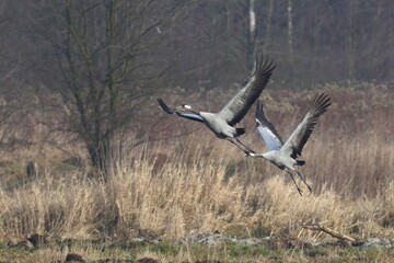 A pair of cranes in flight, Poland 