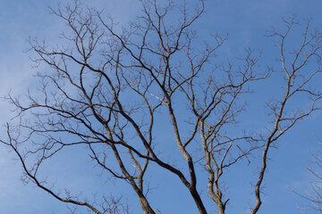 I love the look of this large tree with its branches reaching towards the sky. The limbs do not have any leaves due to the winter season. The sky in the background is a pretty blue with some clouds.