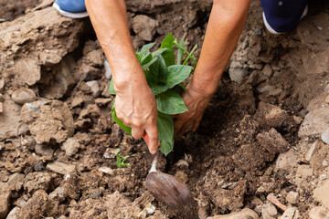 Dos personas plantando un pequeño árbol de rocoto en el jardín, concepto de agricultura y sostenibilidad © JAHF