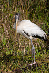 Wood stork, seen in the wild in the Everglades