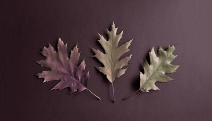 Autumn leaves. Monochrome background. Minimalism. Variety of colors. Unusual style