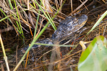 Very young American alligator, seen in the wild in the Everglades
