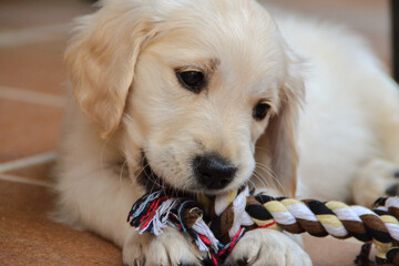 golden retriever puppy biting a toy 1