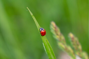 Ladybug on a plant. Slovakia	