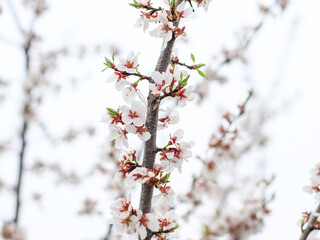 Blossom Spring background of blooming peach almond tree