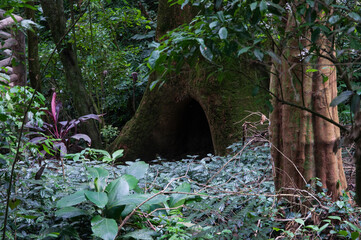 hole in a tree in the forest