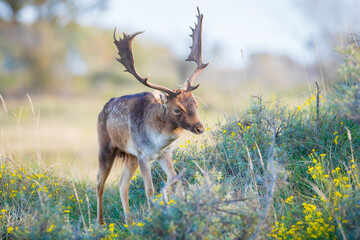 Fallow deer, Dama Dama, grazing in a field