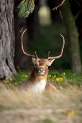 Fallow deer stag Dama Dama resting