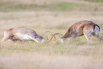 Two Fallow deer, Dama Dama, male fight during rutting season.