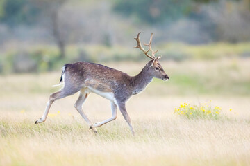 Fallow deer stag Dama Dama in a forest