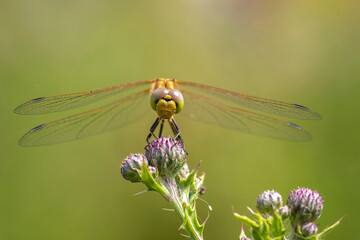 Vagrant darter female Sympetrum vulgatum
