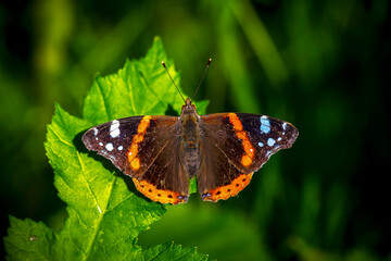 Red Admiral butterfly, Vanessa atalanta, resting