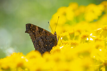Aglais io, Peacock butterfly feeds on yellow flowers