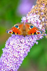 Aglais io, peacock butterfly feeding nectar from a purple butterfly-bush in garden.