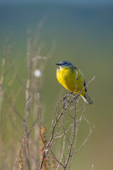 Closeup of a male western yellow wagtail bird Motacilla flava singing