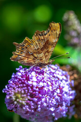 Comma butterfly Polygonia c-album on purple buddlja flowers