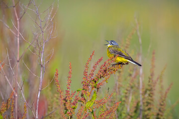 Closeup of a male western yellow wagtail bird Motacilla flava singing