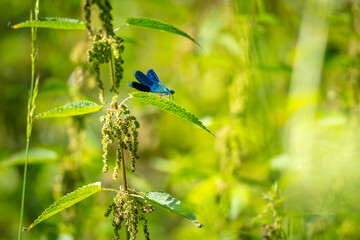 Banded Demoiselle Calopteryx splendens damselfly close-up