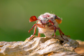 Forest cockchafer, melolontha hippocastani, foraginging on a wooden tree log