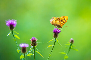 Silver-washed fritillary, Argynnis paphia, butterfly closeup