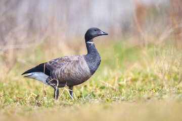 Brant or brent goose, Branta bernicla, foraging in a meadow