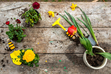 Tulip in a pot. Transplanting and cupping plants. Garden instruments, spatula and spray gun next to daffodil with an onion. Spring time. concept of transplanting plants from pot to garden