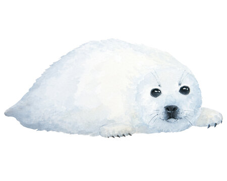 Pup watercolor illustration isolated on white background, little white seal