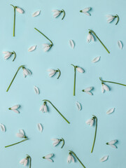 Spring pattern with snowdrops on blue. First spring backdrop. 
