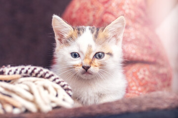 A small fluffy kitten in a room on a blurred background close-up