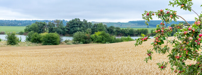 A branch of an apple tree with ripe red apples near a wheat field © Volodymyr
