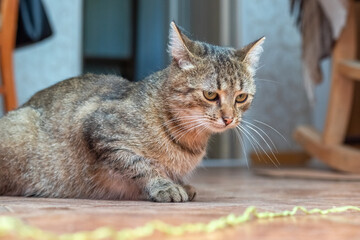 A brown tabby cat is sitting on the floor in the room