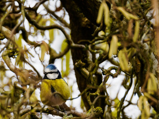Blue tit sitting in a hazel bush with equally yellow catkins all around due to spring