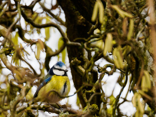Blue tit sitting in a hazel bush with equally yellow catkins all around due to spring